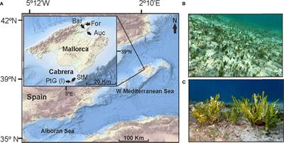 A Tropical Macroalga (Halimeda incrassata) Enhances Diversity and Abundance of Epifaunal Assemblages in Mediterranean Seagrass Meadows